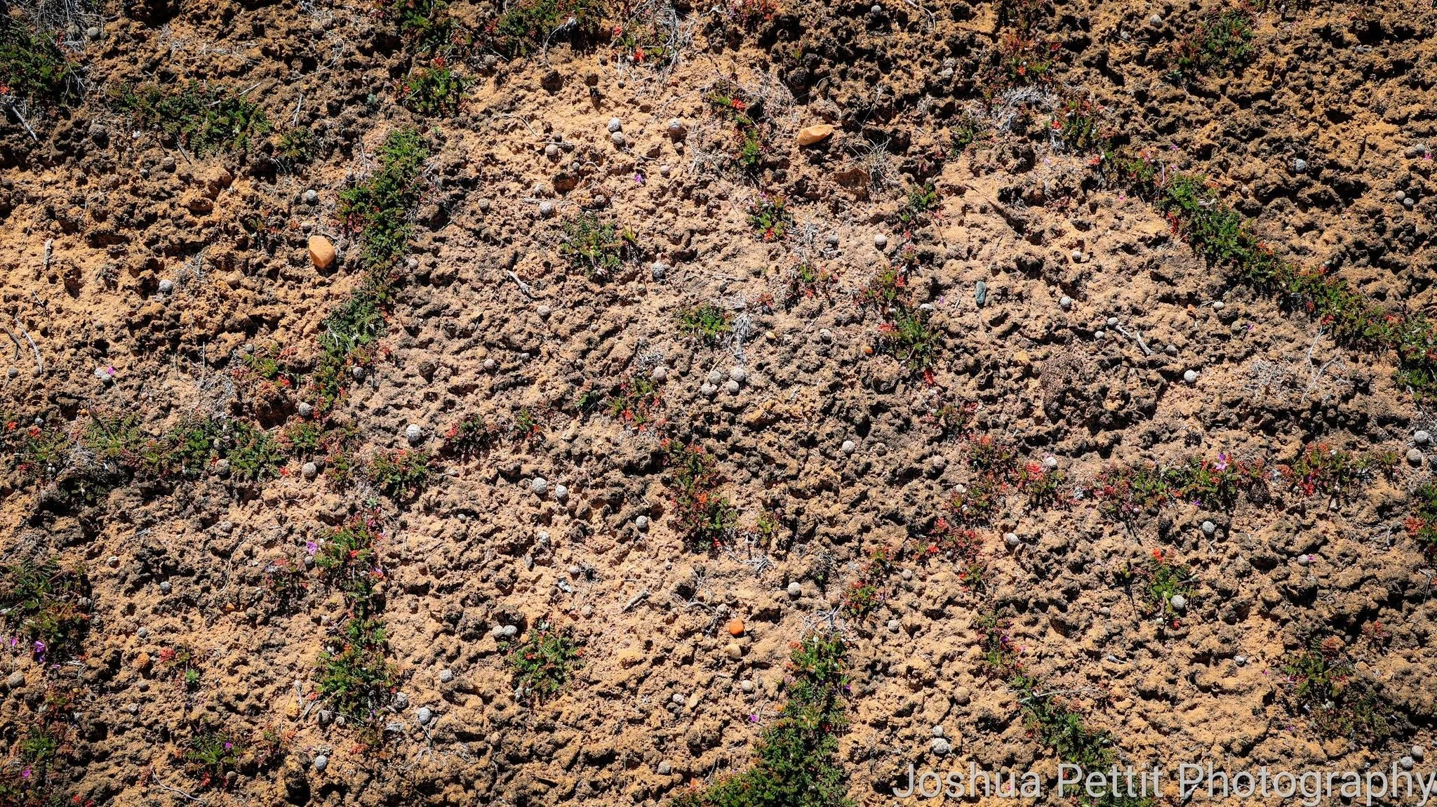 Close view of textured desert ground and small plants
